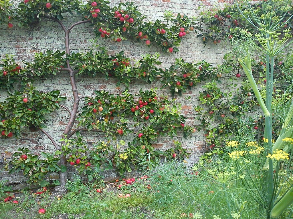 Espalier is a technique in cutting that shapes the branches in a very particular manner.