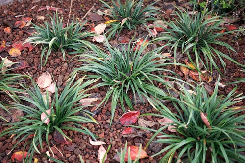 evergreen grass separated bushes of evergreen lilyturf