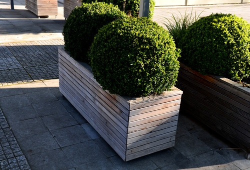 an evergreen shrub tree in a wooden container