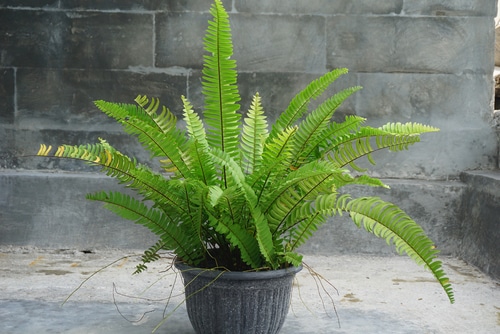 exalta sword plant an exalta sword plant also known as boston fern plant