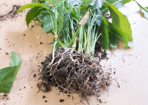 The exposed roots of lily plant being prepared for repotting