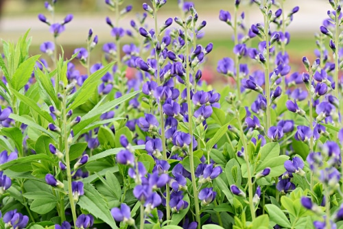 false indigo baptisia blossoming false indigo baptisia flowers