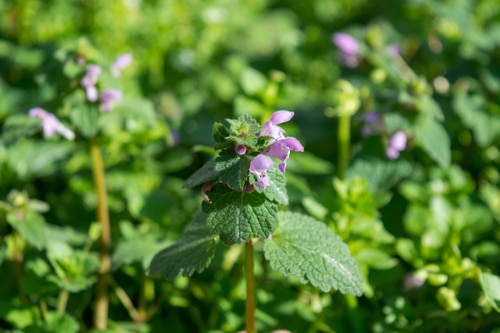 false nettle beautiful light purple false nettle