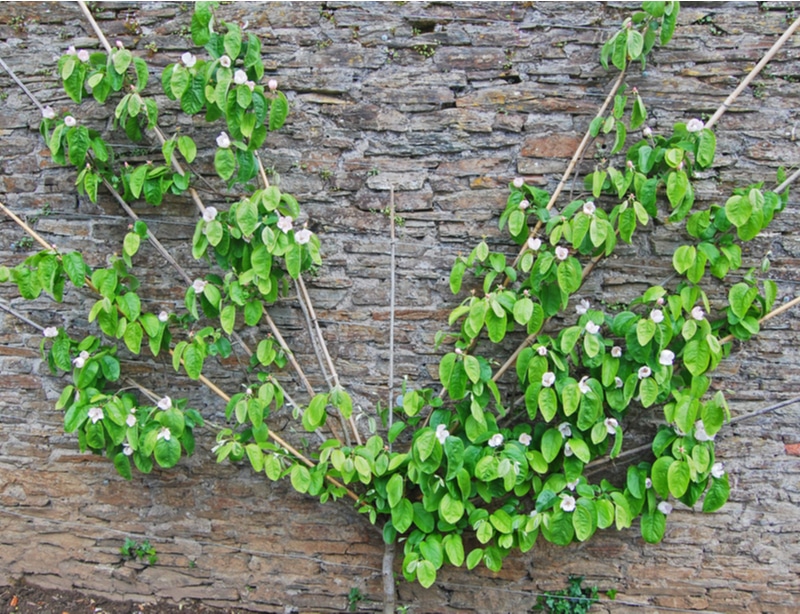 Here is an espalier tree that is created in a fanned shape.