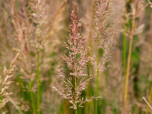 feather grass seed heads feather reed grass