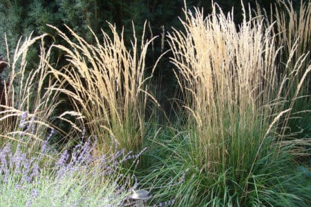 feather reed grass in the garden
