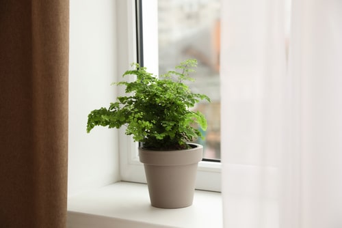 a fern plant sitting on a windowsill