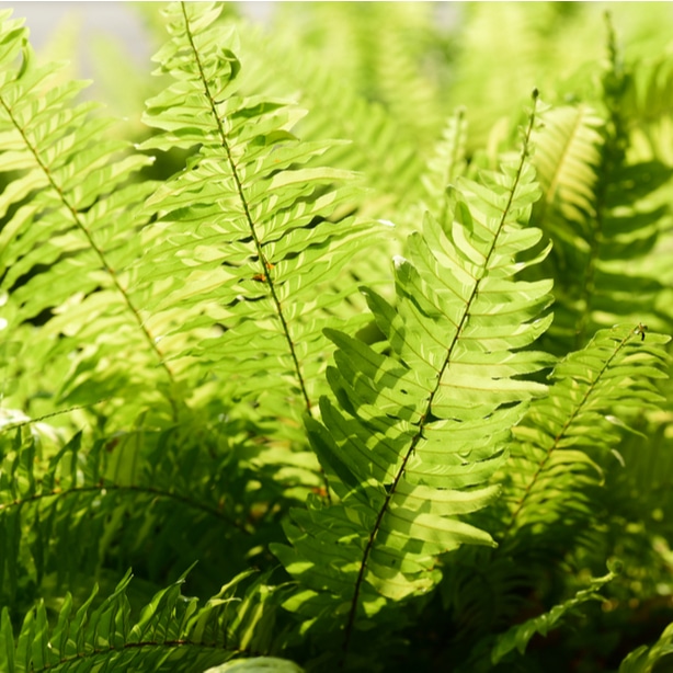 Ferns benefit from partial shade.