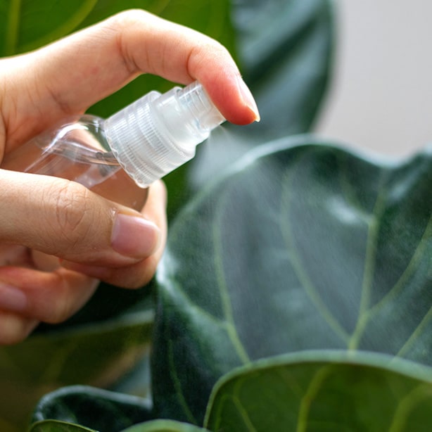Cleaning leaves fig tree leaves are cleaned with water instead of other products