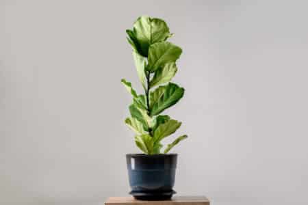 Fiddle Leaf Fig Brown Spots: What to Do