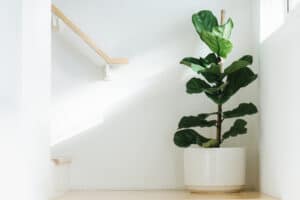 A fiddle leaf receiving an appropriate amount of sun in the landing of a staircase