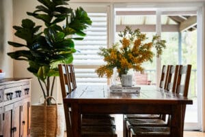 Interior design ideas for placement of fiddle leaf fig trees