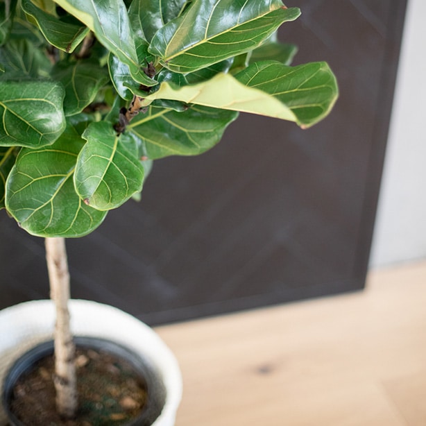 ficus lyrata tree with aerated soil and clean leaves