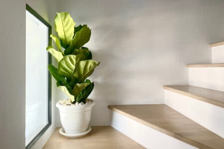 Fiddle Leaf Fig Growth Rate: How Fast Do They Grow?