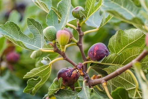 fig fruits ripe fig fruits ready to harvest