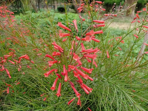 beautiful firecracker floral plant