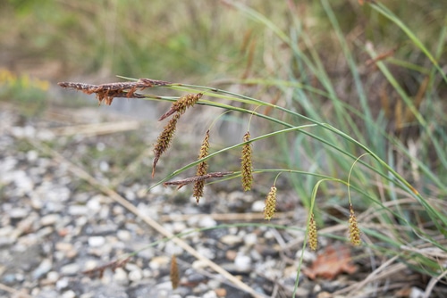 Flaca grass along the passageway with some rocks