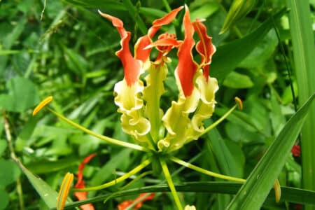 poisonous flame lily flower