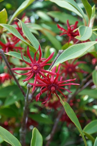 florida anise flowering shrub