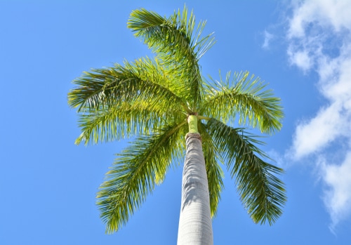 Florida palm tree against a blue sky