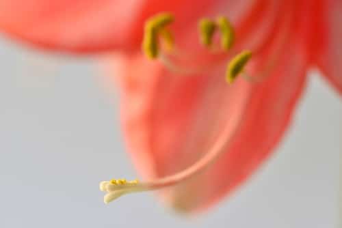 closeup picture of a pistil seeds of flower