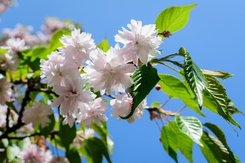 flowering and budding cherry flowers
