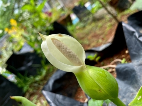 A flowering peace lily plat that is yet to fully bloom