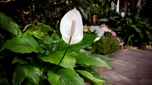 A blooming peace lily flower in the garden