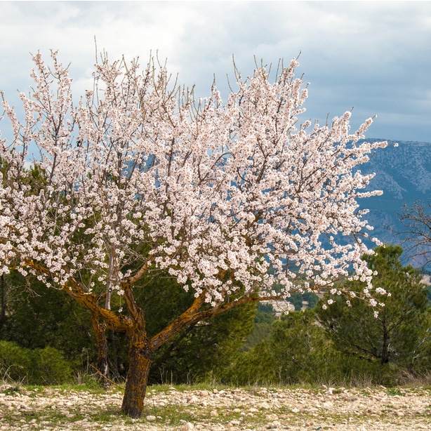 An example of white flowers on an almond tree