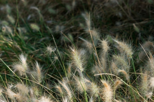 Fluffy dwarf grass in the wilderness