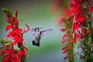 flying hummingbird between red plant