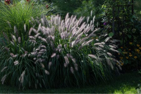 How to Rejuvenate Ornamental Grass
