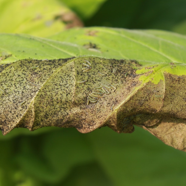 frass droppings can be used as a tool to identify these pests.