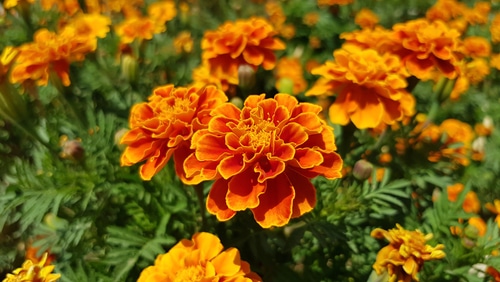 french marigolds in full bloom