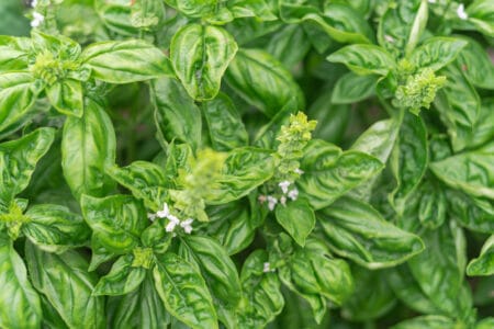 Basil Plant Flowering: Why and What to Do?