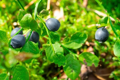 fresh and ripe blueberries