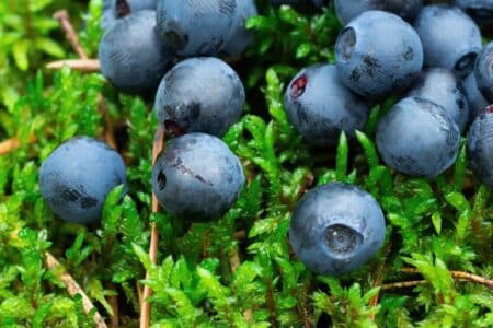 fresh blueberries in the home garden