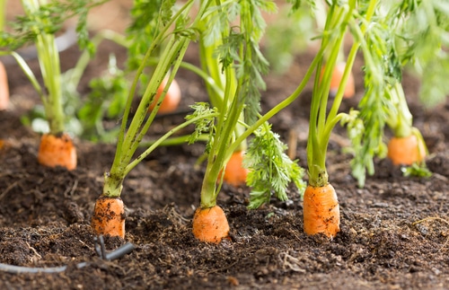 fresh carrots ready for harvest