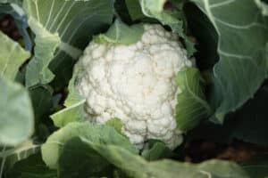 organic and fresh cauliflower