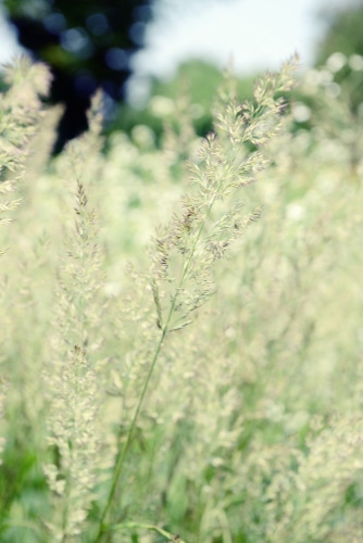 fresh frost grass fresh, heathy and green frost grass