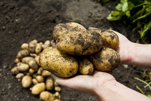 Freshly harvested good quality potatoes.