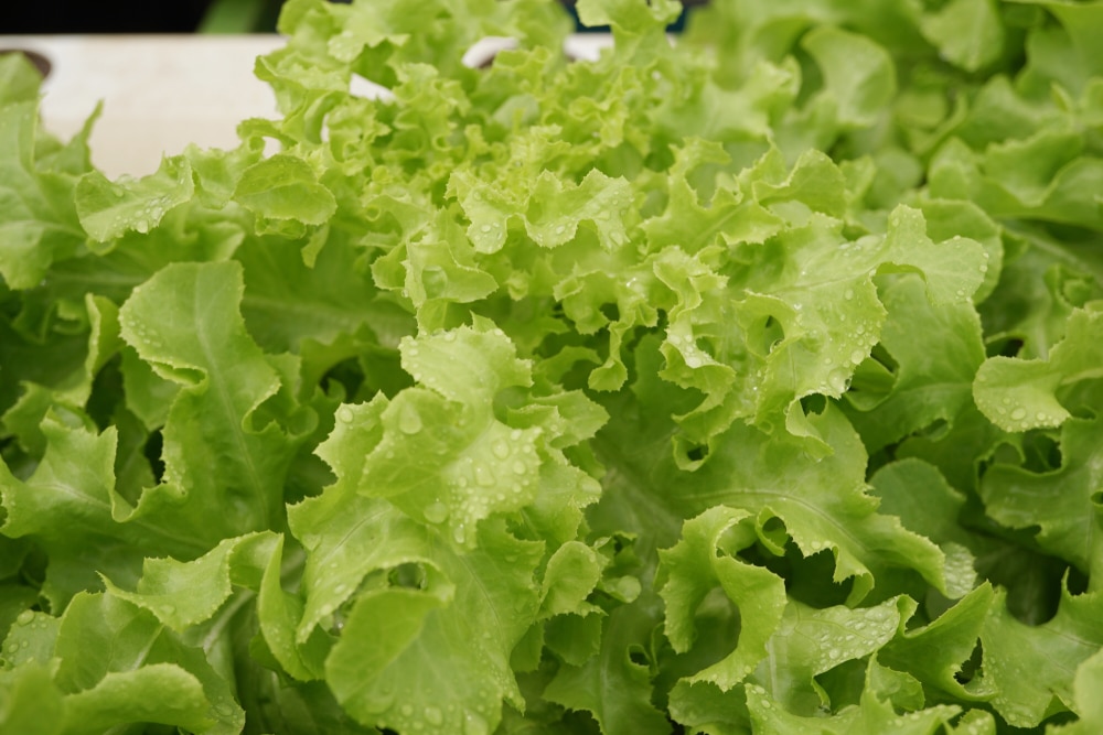 fresh green lettuce from garden