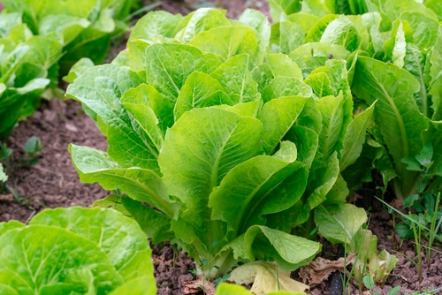 fresh lettuce grown in the home garden