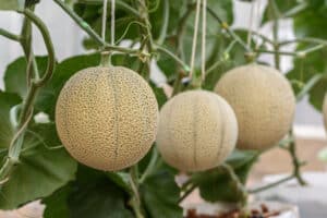 fresh melons in the home farm