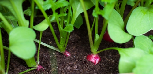 fresh radish fresh and young radish plant