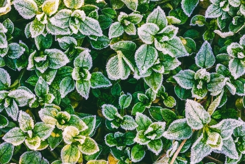 Green leaves covered in frost