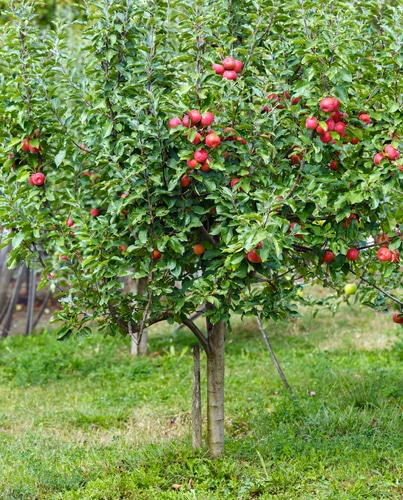 a fruiting apple tree ready for harvest