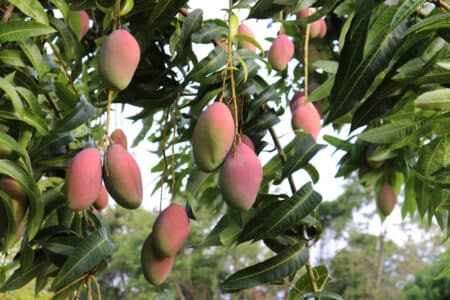 fruiting mango tree