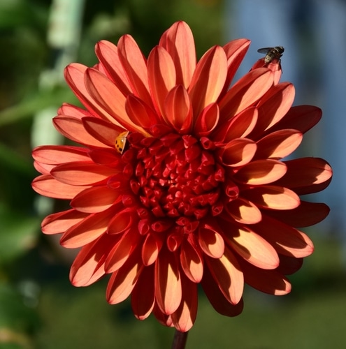 A full grown red dahlia under the heat of the sun with a fly and bug