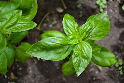 a basil planted in the garden